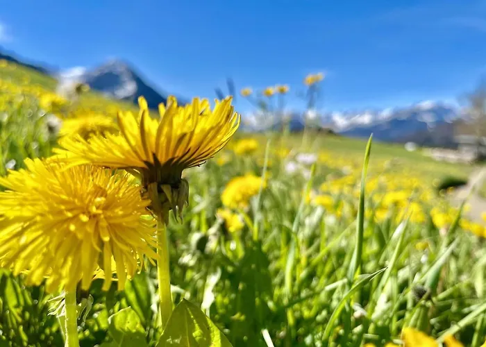 Apartament Laengerer *